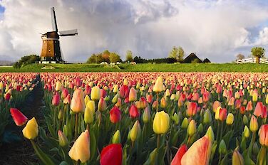 Dutch Highlights Tulip Tour