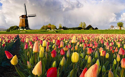 Tulips and windmills is all Holland. Photo courtesy of the Netherlands Board of Tourism
