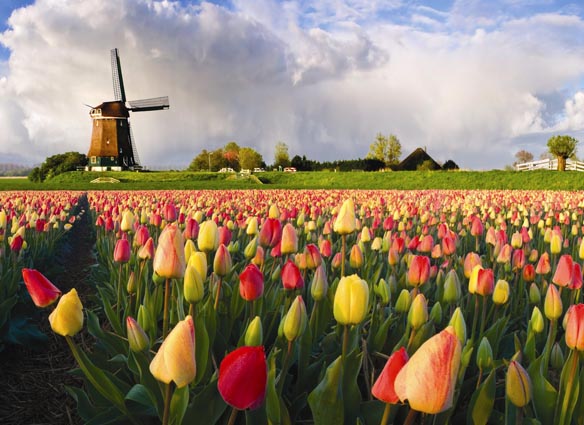 bike tour holland tulips