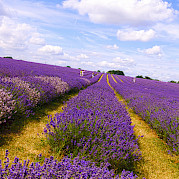 Famous Villages of Provence Photo