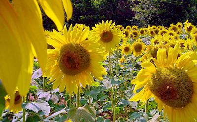 Sunflower fields in the Provence, France. Flickr:Bert Kaufmann