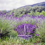 Famous Villages of Provence Road Bike Tour Photo
