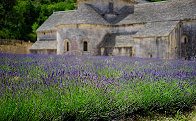 Abbaye de Sénanque among lavender fields in Provence.