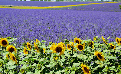 Sunflower and lavender fields forever in the Provence.