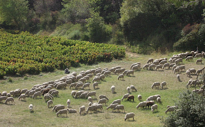 Sheep grazing in Provence, France. Flickr:Steve Jurvetson