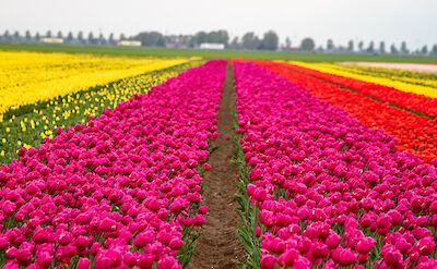 Tulips in Holland! Flickr:Willem van Valkenburg