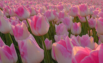 Pink tulips in northern Holland. Flickr:Lingo Ronner