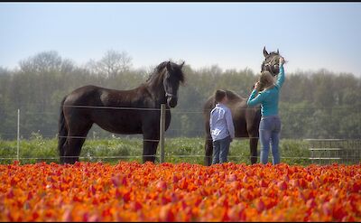 Tulips & horses in Holland! Flickr:Raymond Klaassen