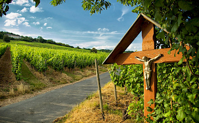 Quiet roads through vineyards along the German Wine Route. Photo via Flickr:Justin Leonard