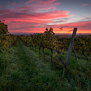 Rota do Vinho da Alemanha Foto