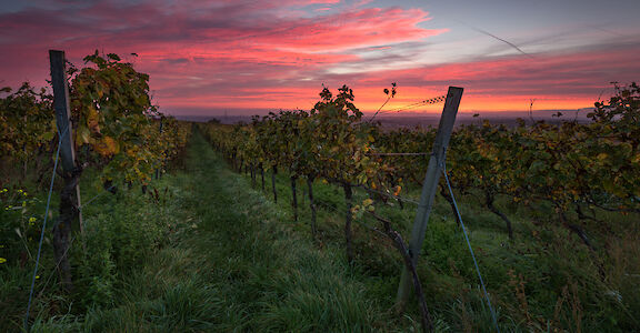 Wasgau wine region in Rhineland-Palatinate, Germany. Photo via Flickr:Pixelfreude Photography