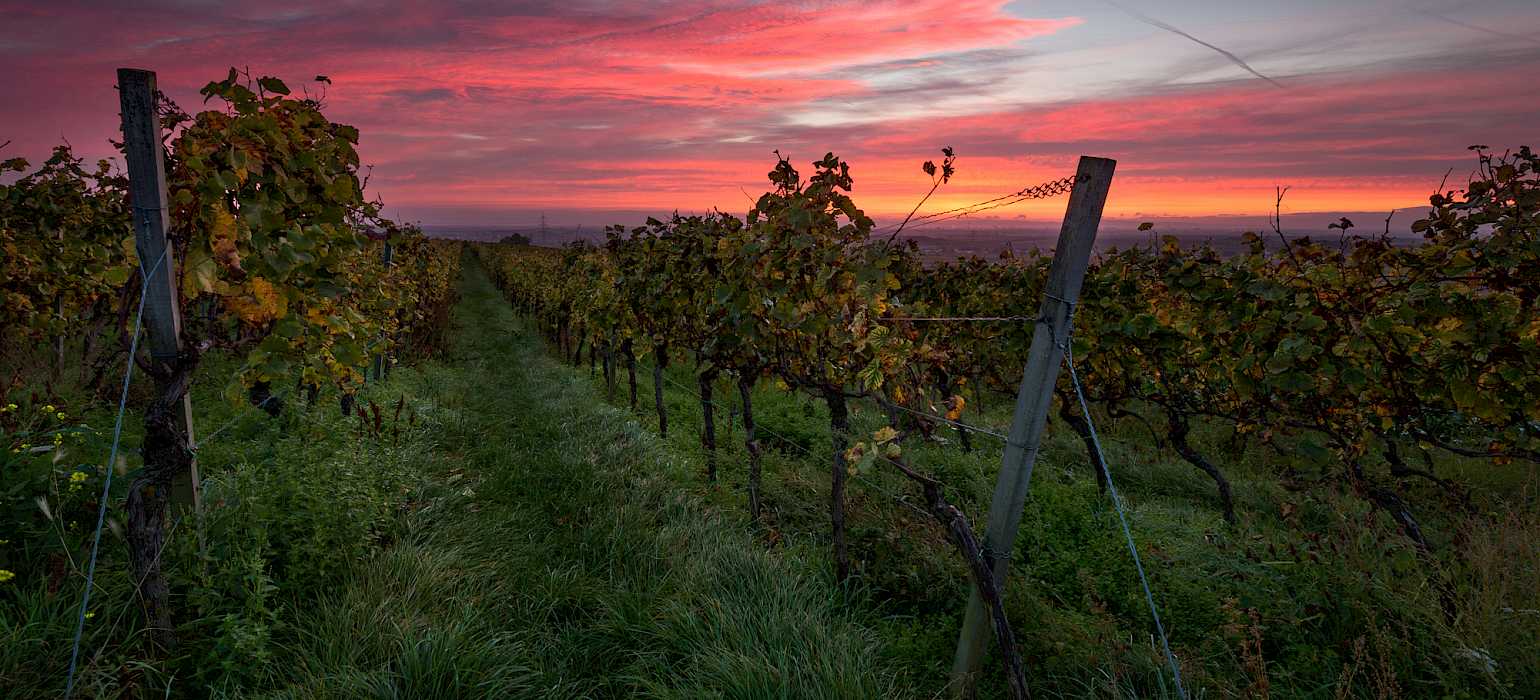 German Wine Route Road Bike Tour Germany Tripsite