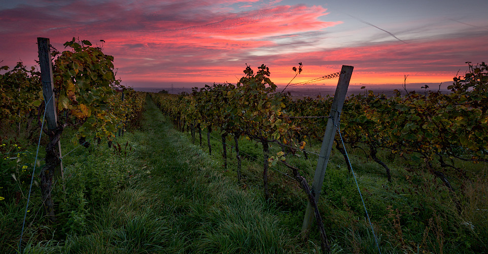Wasgau wine region in Rhineland-Palatinate, Germany. Photo via Flickr:Pixelfreude Photography