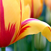 Holland in a Nutshell - a Tulip Tour Photo
