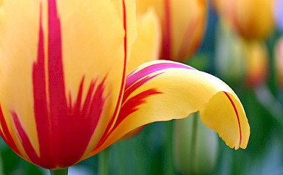 Tulip up close - photo by Flickr:CharlieBrown8989