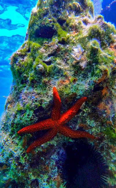 Starfish in Ithaca, Ionian Islands, Greece. Flickr:Spiros Vathis