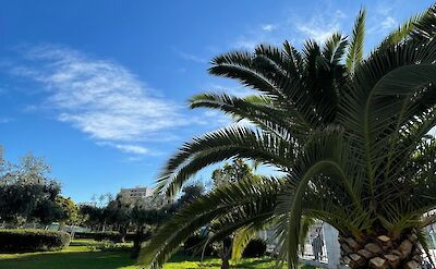 Palm tree in a park in Mallorca, Spain. Unsplash@Anne Kardijk