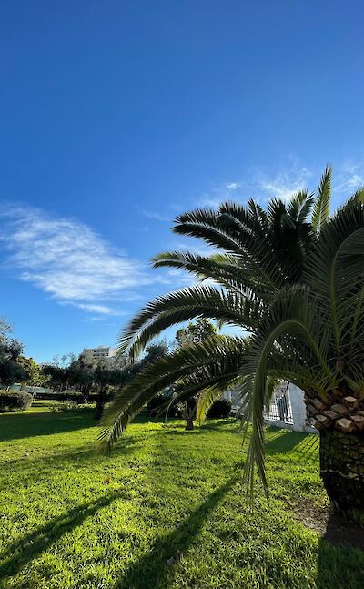 Palm tree in a park in Mallorca, Spain. Unsplash@Anne Kardijk