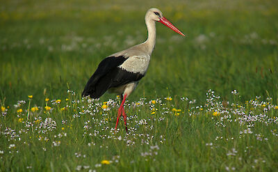 Poland has Europe's largest population of white storks. CC:Frank Vassen