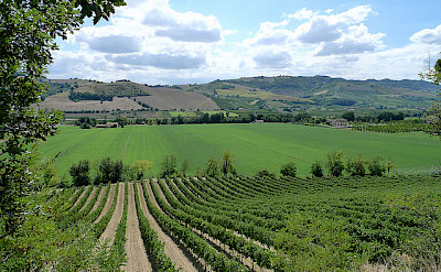 See many vineyards on your Le Marche bike tour. Photo via Flickr:Pizzodisevo