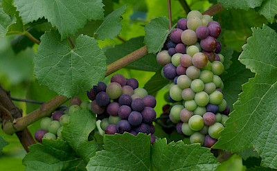 Vast vineyards and tasty grapes in France. Flickr:Will Bakker