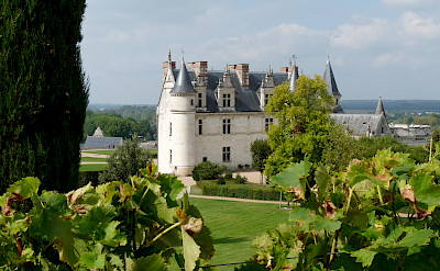 Château d'Amboise set amongst vineyards. Photo courtesy TO