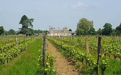 Châteaux and vineyards in Anjou, France. Flickr:Daniel Jolivet