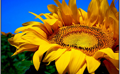 Sunflower fields in France! Flickr:Moyan Brenn