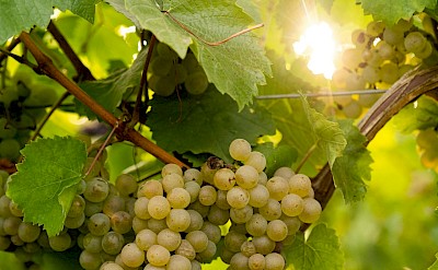 Sunlit vineyard in the Loire Valley. unpslash@BrianGouwy