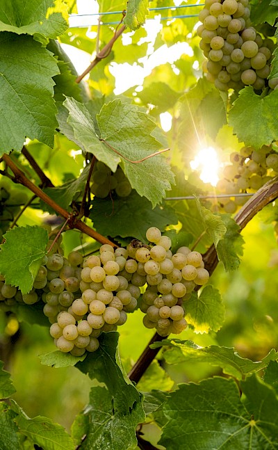 Sunlit vineyard in the Loire Valley. unpslash@BrianGouwy