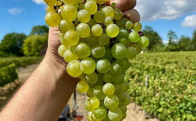 Freshly harvested white grapes. pexels@edouardc