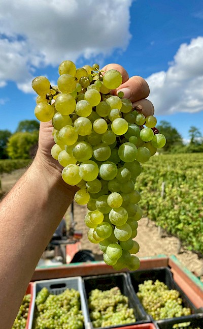 Freshly harvested white grapes. pexels@edouardc