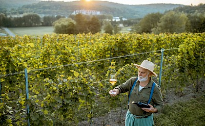 Local winemaker examining a glass of white wine. unsplash@getty images