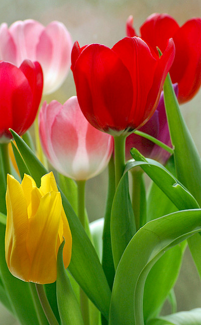 Tulips in Holland, of course! Flickr:Duncan Harris