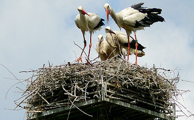 Family of white storks, the national bird of Poland! Photo by Manfred Heyde