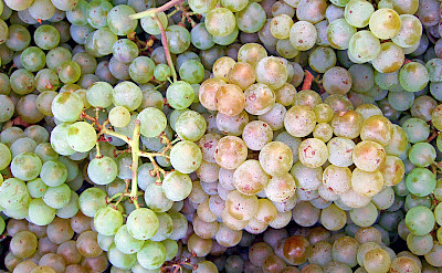 Pinot Blanc grapes grown in the Lombardy region of Italy. Photo via Wikimedia Commons:Themightyquill
