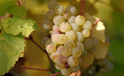 Riesling grapes along the Mosel River in Germany. CC:Tom