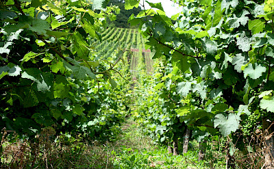 Mosel River Valley vineyards near Bernkastel-Kues, Germany. Flickr:Megan Cole