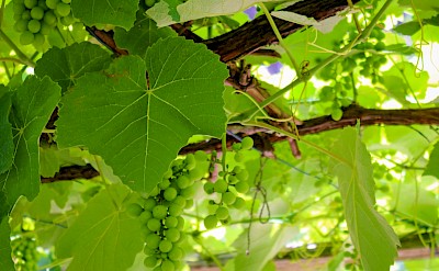 Vineyards of Southern Styria. toEB