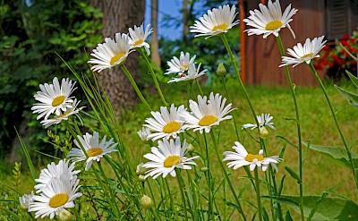 Wildflowers in bloom along the cycle route. toEB