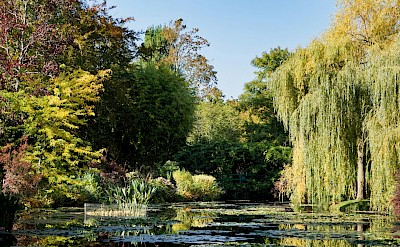 Willow trees in Monet's Garden, Giverny, France. Unsplash@Baptiste Riffard