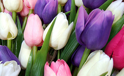 Bouquet of tulips, the famous flowers of Holland.