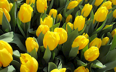 Yellow tulips in the Netherlands. Flickr:Elen Agiglia
