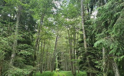 Kintai Forest, Lithuania. ©TO