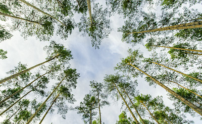 Forest in Erlangen, Germany. Flickr:Jen Splinzler