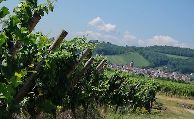 Alsatian Wine Route Bike Tour. Flickr:Claudia Schillinger