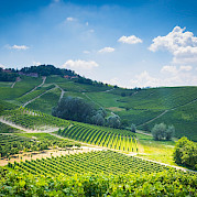 Piedmont Photo