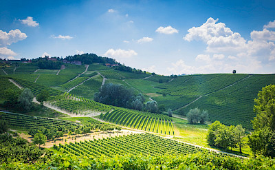 Hills of Barolo in Piedmont, Italy. Flickr:Adrian Scottow