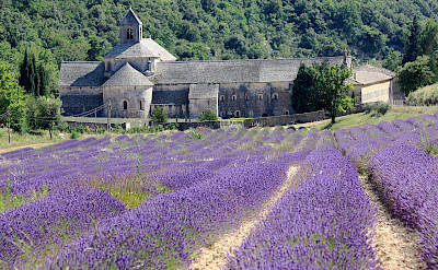 Abbaye de Sénanque among lavender fields in Provence. Flickr:Andrea Schaffer