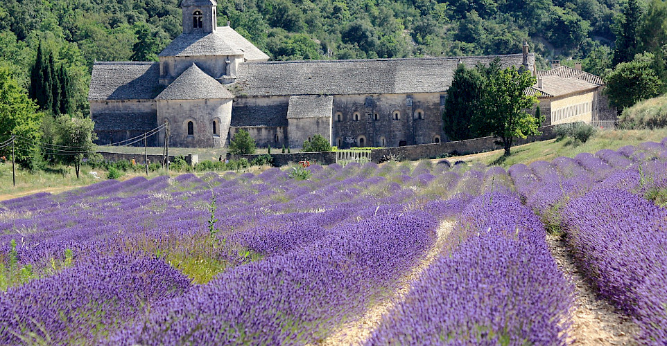 Abbaye de Sénanque among lavender fields in Provence. Flickr:Andrea Schaffer